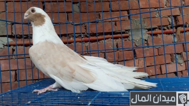 الحمام الأبلق سكروته