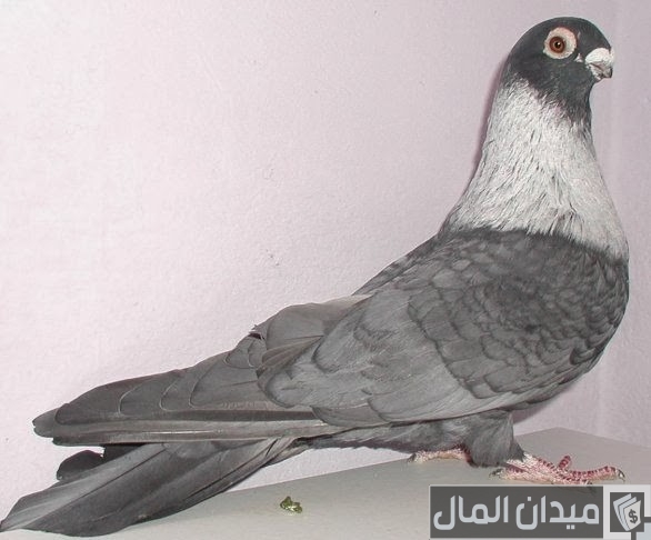 الحمام القطقاطي