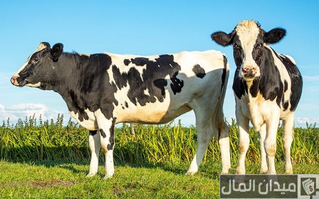 تربية الأبقار في العراق تربية الأبقار في العراق
