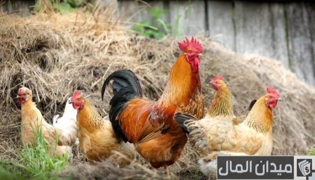 تربية الدجاج في المنزل تربية الدجاج في المنزل