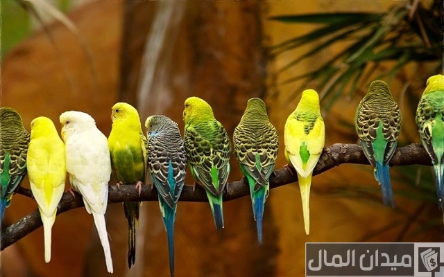 تربية العصافير الأسترالي في المنزل من الألف للياء تربية العصافير الأسترالي في المنزل من الألف للياء