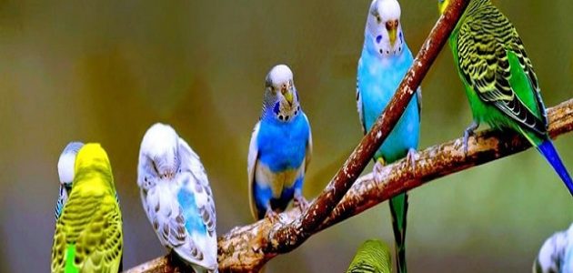 نصائح تربية العصافير الأسترالي في المنزل من الألف للياء تربية العصافير الأسترالي في المنزل من الألف للياء
