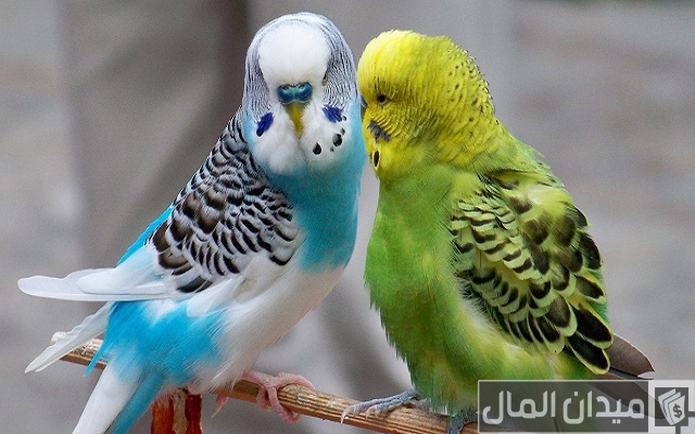 تربية العصافير الأسترالي في المنزل من الألف للياء تربية العصافير الأسترالي في المنزل من الألف للياء