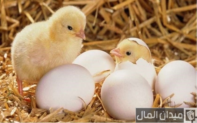 تربية الكتاكيت البلدى فى المنزل بالصور تربية الكتاكيت البلدى فى المنزل بالصور