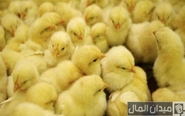 تربية الكتاكيت البلدى فى المنزل بالصور تربية الكتاكيت البلدى فى المنزل بالصور