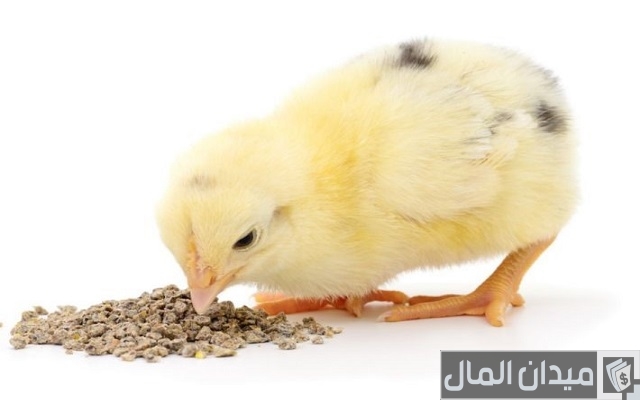 تربية الكتاكيت البلدى فى المنزل بالصور تربية الكتاكيت البلدى فى المنزل بالصور