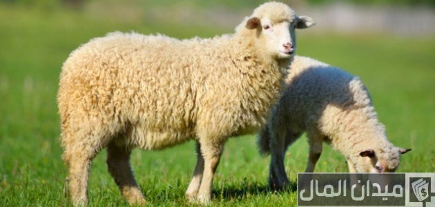 ترتيب الدول من حيث عدد رؤوس الأغنام ترتيب الدول من حيث عدد رؤوس الأغنام