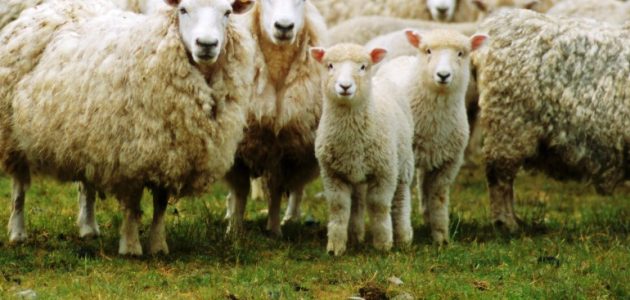 ترتيب الدول من حيث عدد رؤوس الأغنام ترتيب الدول من حيث عدد رؤوس الأغنام