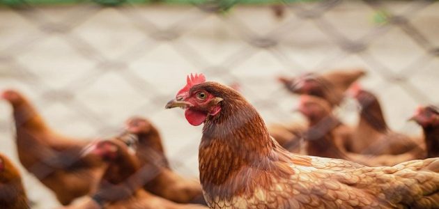 حبوب لزيادة وأدوية بشرية وزن الفراخ البيضاء حبوب لزيادة وزن الفراخ البيضاء