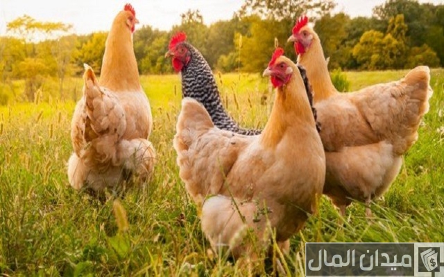 حبوب لزيادة وزن الفراخ البيضاء حبوب لزيادة وزن الفراخ البيضاء