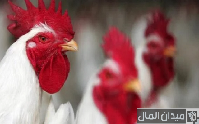 حبوب لزيادة وزن الفراخ البيضاء حبوب لزيادة وزن الفراخ البيضاء
