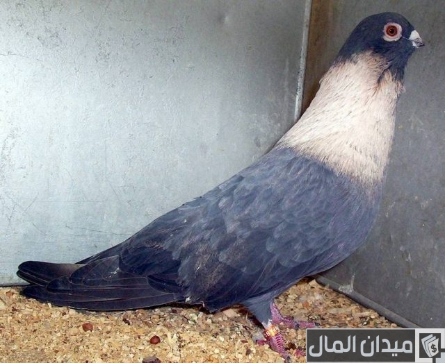 حمام أسود غزار