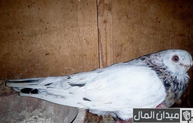 حمام الصافي