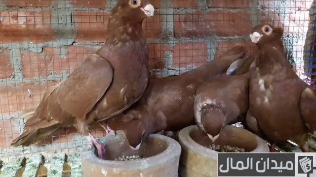 حمام غزار الأحمر