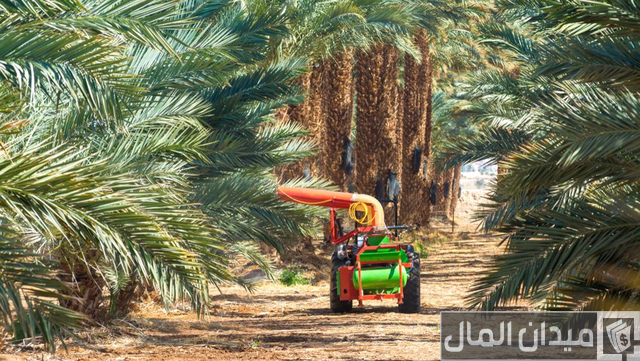 دراسة جدوى زراعة النخيل في مصر بالتفصيل دراسة جدوى زراعة النخيل في مصر بالتفصيل