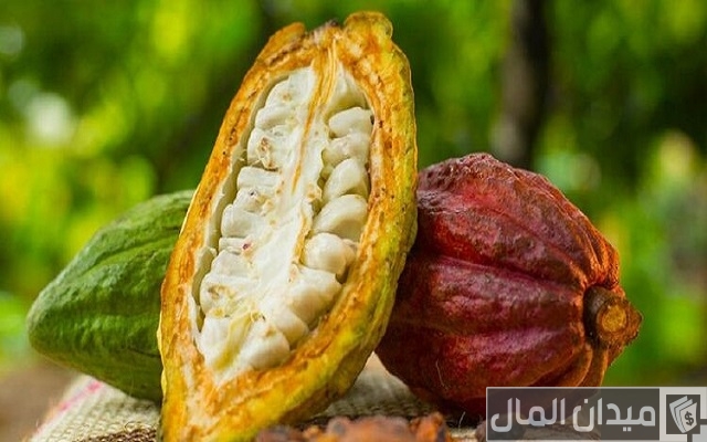 زراعة الكاكاو في مصر زراعة الكاكاو في مصر