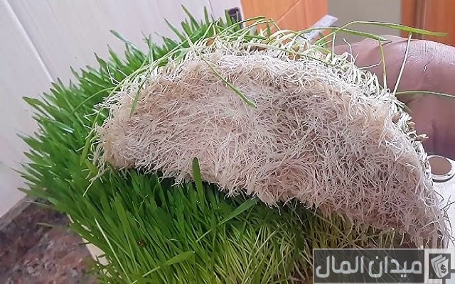 طريقة استنبات الشعير في المنزل طريقة استنبات الشعير في المنزل
