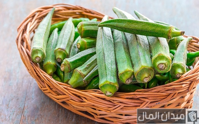 طريقة زراعة البامية بالتفصيل طريقة زراعة البامية بالتفصيل