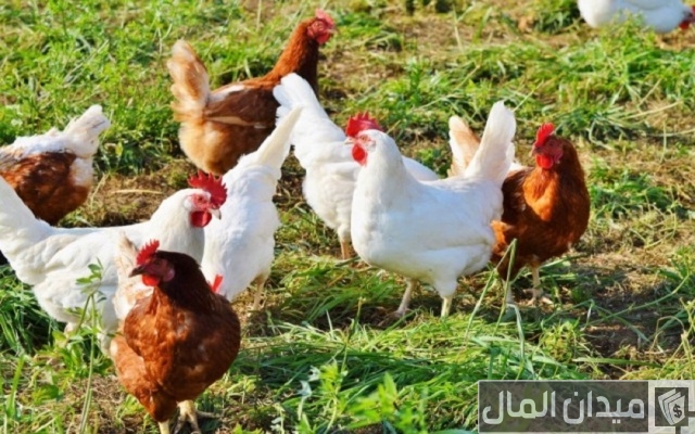 علاج الإسهال الأخضر عند الدواجن ونصائح للحماية منه علاج الإسهال الأخضر عند الدواجن ونصائح للحماية منه
