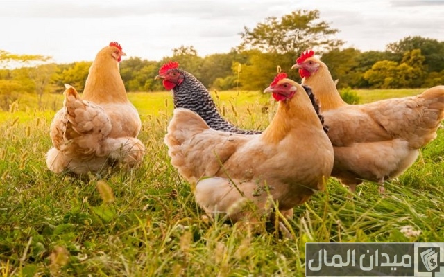 علاج الإسهال الأخضر عند الدواجن ونصائح للحماية منه علاج الإسهال الأخضر عند الدواجن ونصائح للحماية منه