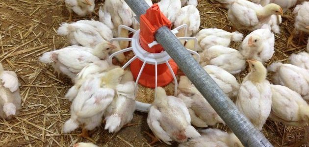 انشاء مزرعة دواجن كيف تنشئ مزرعة دواجن