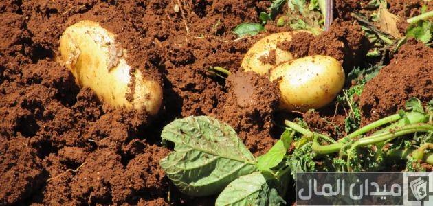 كيفية زراعة البطاطس في مصر كيفية زراعة البطاطس في مصر