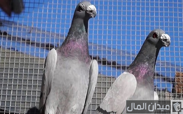 كيفية تربية الحمام البلدي في المنزل كيفية تربية الحمام البلدي في المنزل