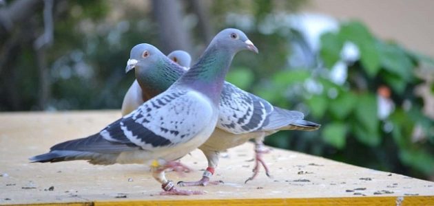 مشروع تربية الحمام البلدي في المنزل كيفية تربية الحمام البلدي في المنزل