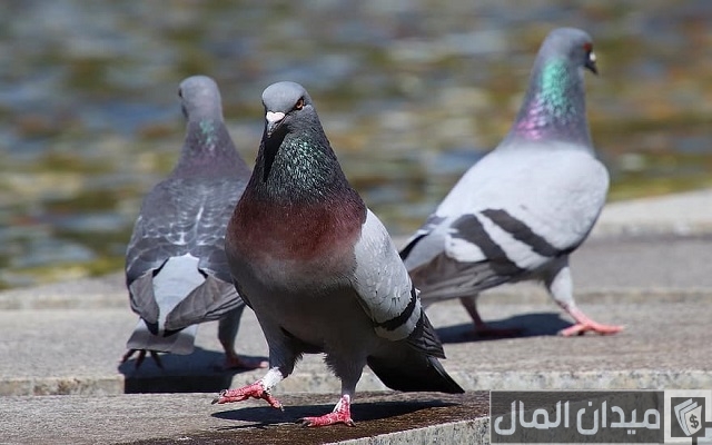 كيفية تربية الحمام البلدي في المنزل كيفية تربية الحمام البلدي في المنزل