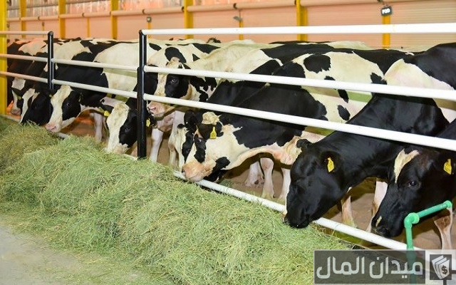 مبلغ إعانة مربي المواشي مبلغ إعانة مربي المواشي