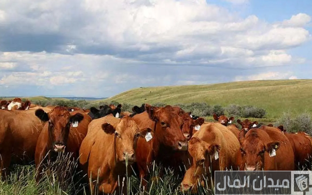مبلغ إعانة مربي المواشي مبلغ إعانة مربي المواشي