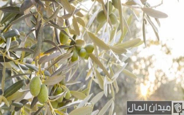 متى تثمر شجرة الزيتون متى تثمر شجرة الزيتون
