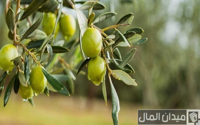 متى تثمر شجرة الزيتون متى تثمر شجرة الزيتون