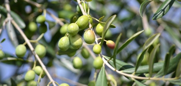 متى تثمر شجرة الزيتون بعد غرسها متى تثمر شجرة الزيتون