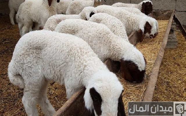 مشروع تربية الأغنام والماعز في مصر مشروع تربية الأغنام والماعز في مصر