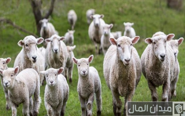 مشروع تربية الأغنام والماعز في مصر مشروع تربية الأغنام والماعز في مصر