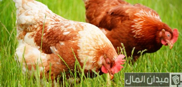دراسة جدوى مشروع تربية الدجاج البلدي لإنتاج البيض مشروع تربية الدجاج البلدي لإنتاج البيض بتكاليف بسيطة