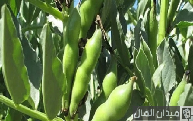 مشروع زراعة الفول البلدي بالتفصيل مشروع زراعة الفول البلدي بالتفصيل