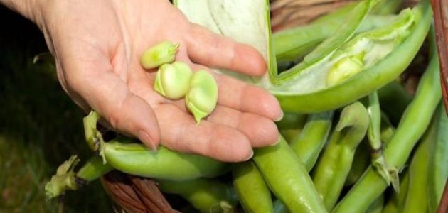 دراسة جدوى مشروع زراعة الفول البلدي وتكلفة الفدان مشروع زراعة الفول البلدي بالتفصيل