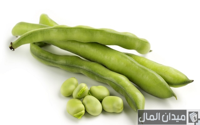 مشروع زراعة الفول البلدي بالتفصيل مشروع زراعة الفول البلدي بالتفصيل