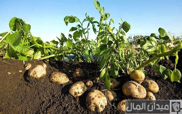 مواعيد زراعة محصول البطاطس وكمية التقاوى للفدان مواعيد زراعة محصول البطاطس وكمية التقاوى للفدان