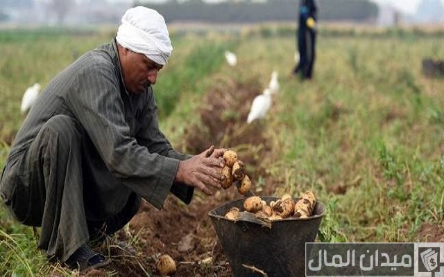 مواعيد زراعة محصول البطاطس وكمية التقاوى للفدان مواعيد زراعة محصول البطاطس وكمية التقاوى للفدان