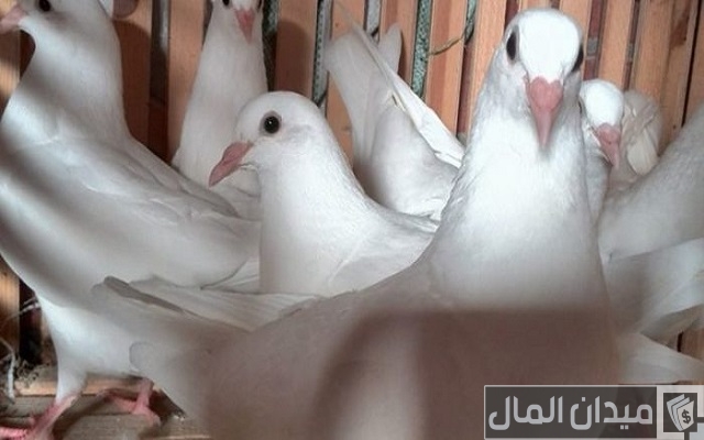 هل تربية الحمام تجلب الفقر هل تربية الحمام تجلب الفقر