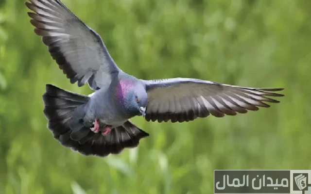 هل تربية الحمام تجلب الفقر هل تربية الحمام تجلب الفقر