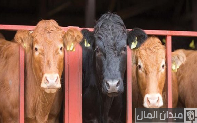 هل مشروع تسمين العجول مربح؟ وهل يختلف الربح حسب النوع وطريقة التسمين ونوعه؟ هل مشروع تسمين العجول مربح؟ وهل يختلف الربح حسب النوع وطريقة التسمين ونوعه؟