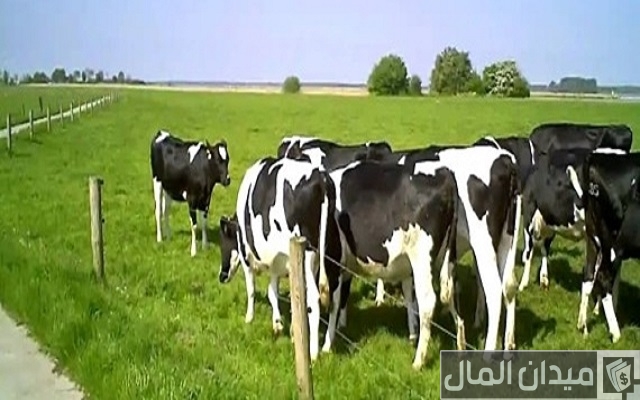 هل مشروع تسمين العجول مربح؟ وهل يختلف الربح حسب النوع وطريقة التسمين ونوعه؟ هل مشروع تسمين العجول مربح؟ وهل يختلف الربح حسب النوع وطريقة التسمين ونوعه؟
