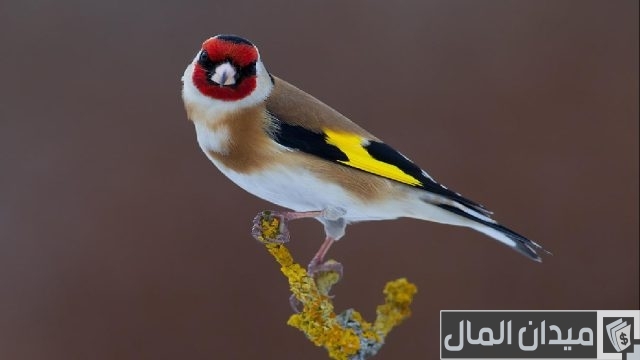 أفضل أنواع الطيور للتربية المنزلية أفضل أنواع الطيور للتربية المنزلية