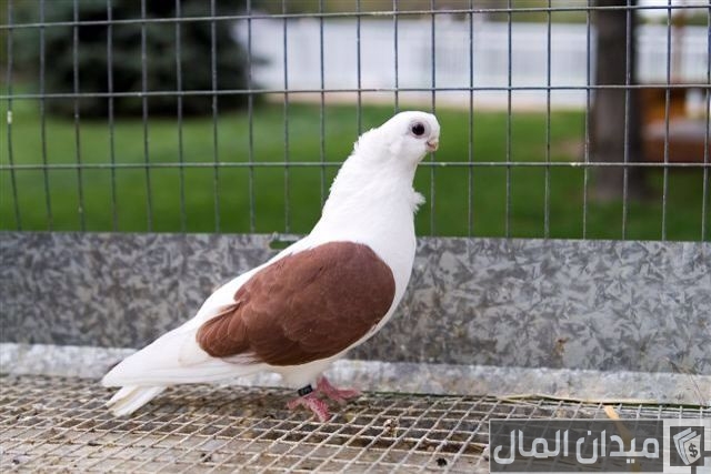 أحسن أنواع الحمام في العالم أحسن أنواع الحمام في العالم