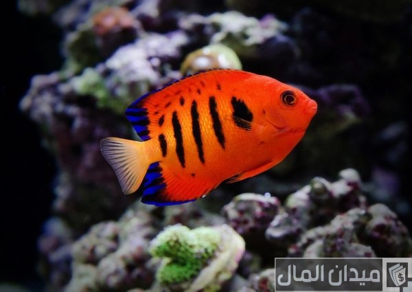 أجمل أنواع الأسماك وأبرز المعلومات عنها أجمل أنواع الأسماك وأبرز المعلومات عنها