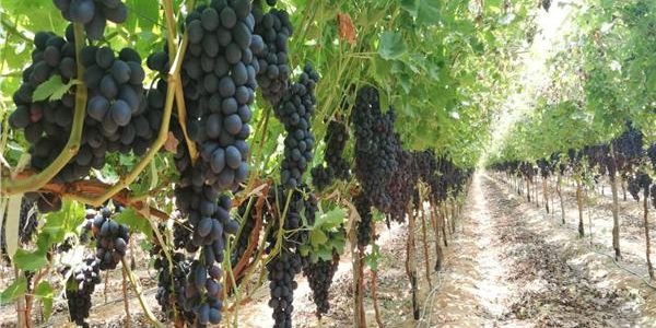 زراعة العنب في الأراضي الصحراوية زراعة العنب في الأراضي الصحراوية